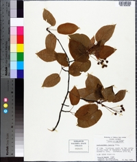 Amelanchier laevis image