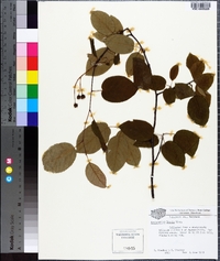 Amelanchier laevis image