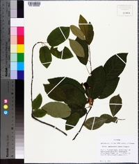 Amelanchier laevis image