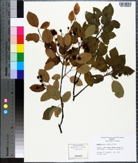 Amelanchier laevis image