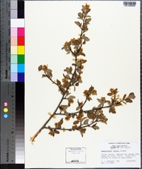 Amelanchier utahensis image