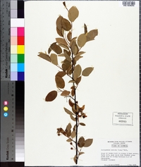 Amelanchier stolonifera image