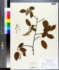 Amelanchier stolonifera image