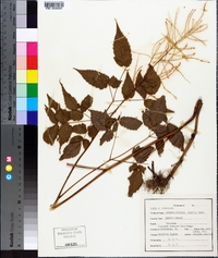 Aruncus dioicus image