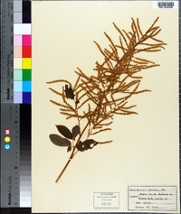 Aruncus dioicus image