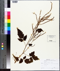 Aruncus dioicus image