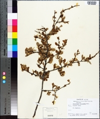 Cercocarpus montanus image