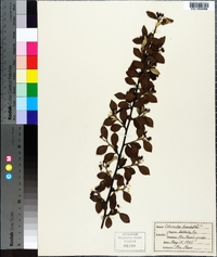 Cotoneaster franchetii image