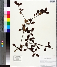 Crataegus aestivalis image