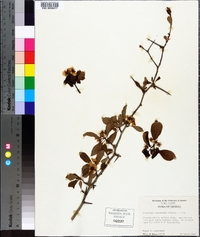 Crataegus aestivalis image