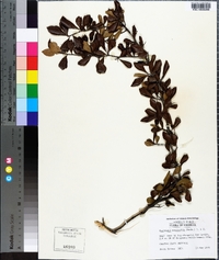 Crataegus aestivalis image