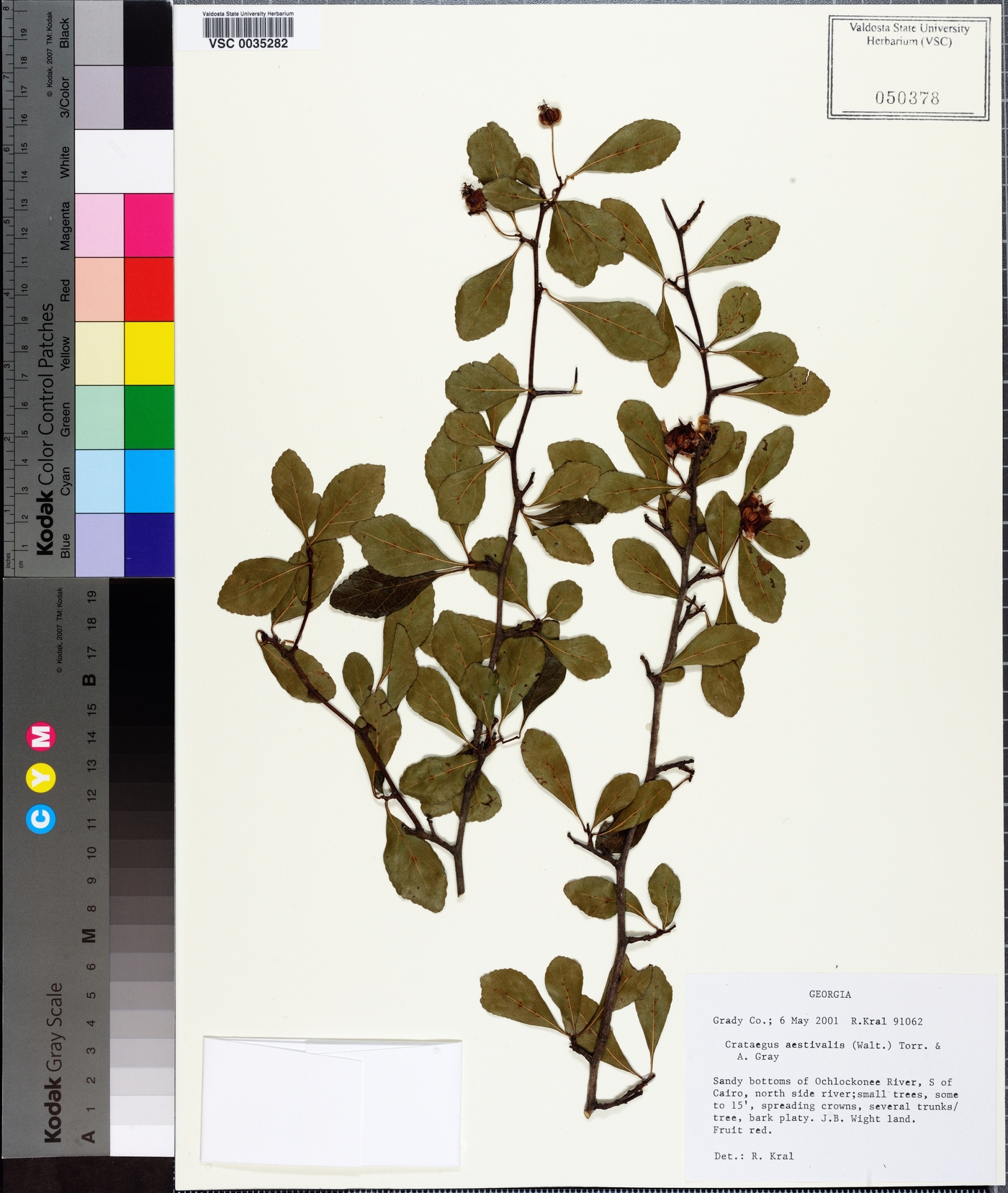 Crataegus aestivalis image