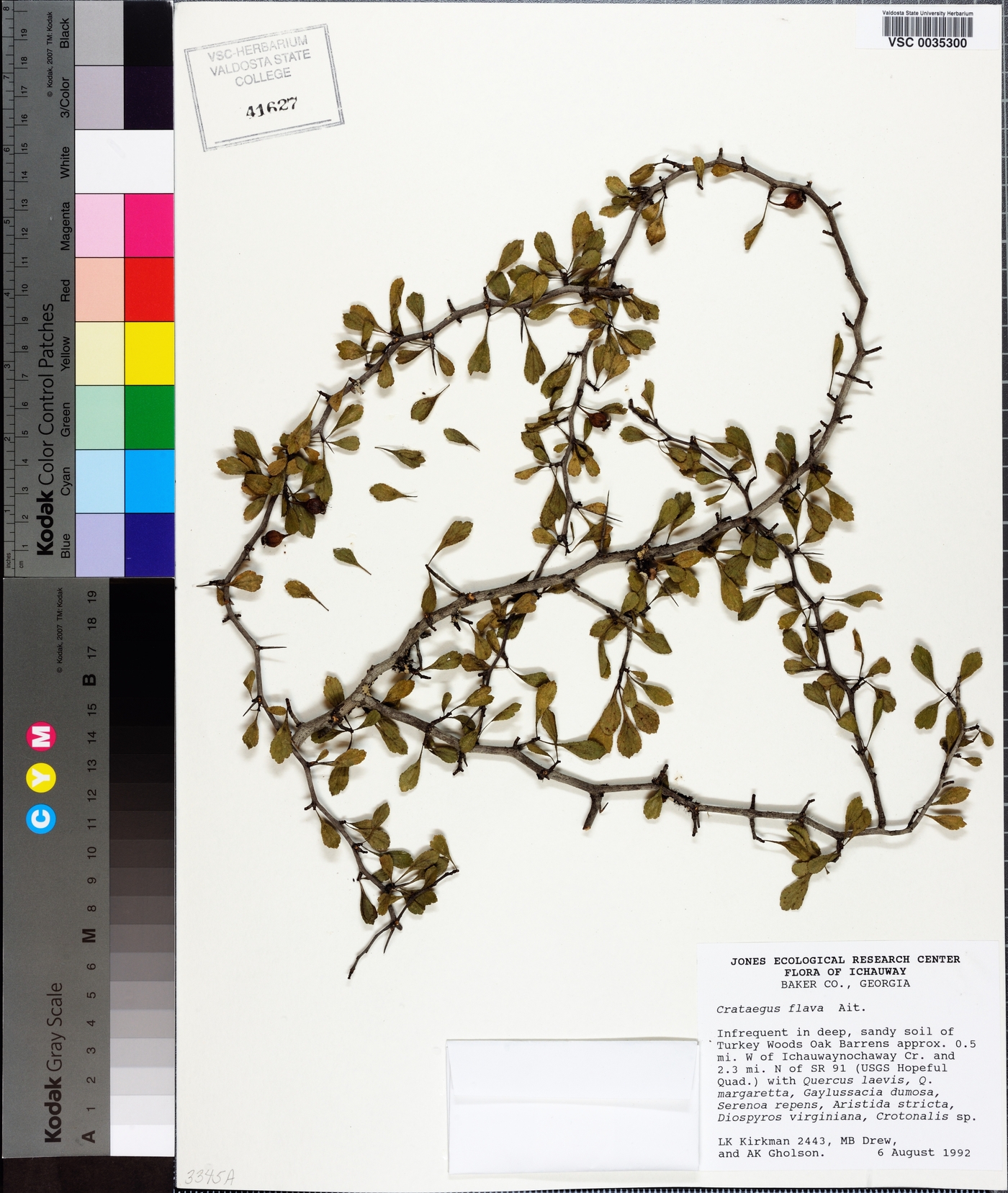 Crataegus flava image