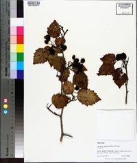 Crataegus flabellata image