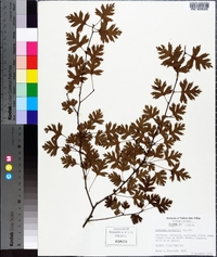 Crataegus marshallii image