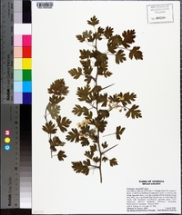 Crataegus marshallii image