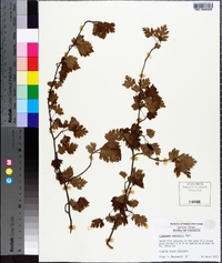 Crataegus marshallii image