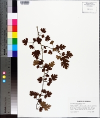 Crataegus marshallii image