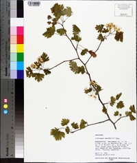 Crataegus marshallii image