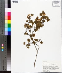 Crataegus marshallii image