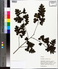 Crataegus marshallii image