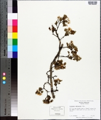Crataegus marshallii image