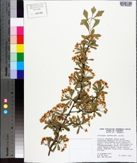 Crataegus spathulata image