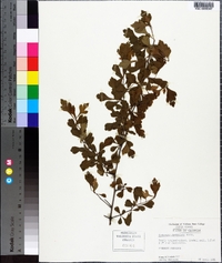 Crataegus spathulata image