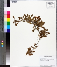 Crataegus spathulata image