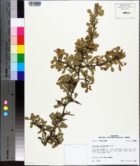 Crataegus spathulata image