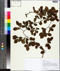 Crataegus uniflora image