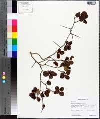 Crataegus uniflora image