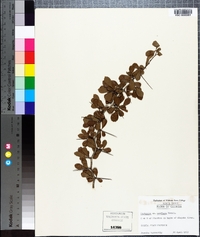 Crataegus uniflora image