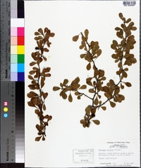 Crataegus uniflora image