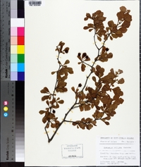 Crataegus uniflora image