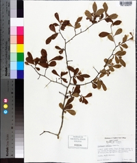 Crataegus uniflora image