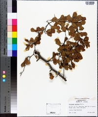 Crataegus uniflora image