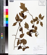 Crataegus viridis image