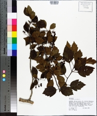 Crataegus viridis image