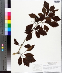 Crataegus viridis image