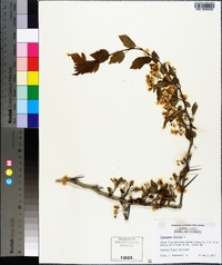 Crataegus viridis image