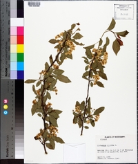 Crataegus viridis image