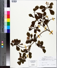 Crataegus calpodendron image