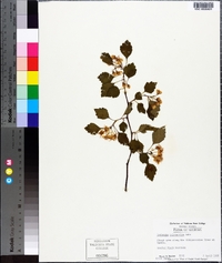 Crataegus pruinosa image