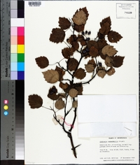 Crataegus recordabilis image