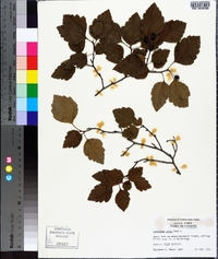 Crataegus pulcherrima image