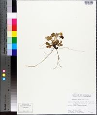 Potentilla indica image