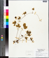 Potentilla indica image