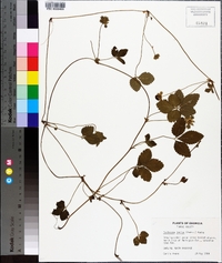 Potentilla indica image