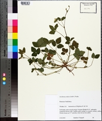 Potentilla indica image